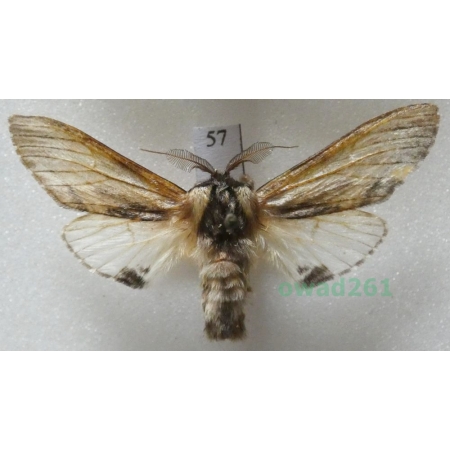 Harpyia milhauseri (Fabricius, 1775) male Czech57